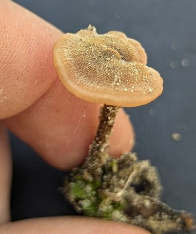 Earpick Fungus (Auriscalpium vulgare)