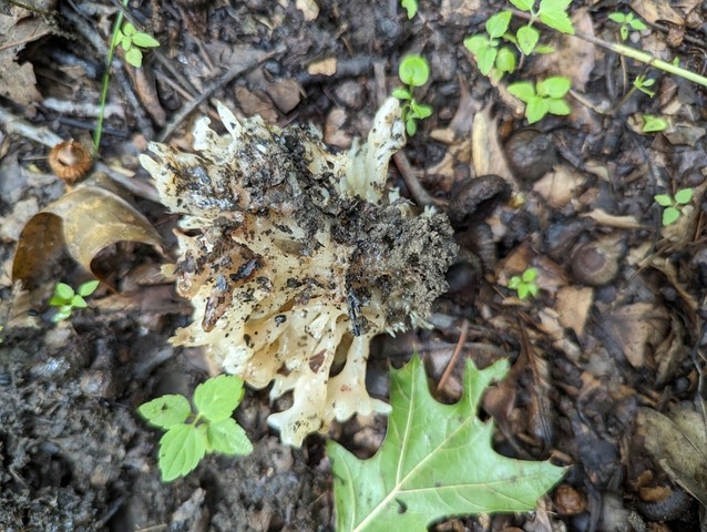 White Coral Jelly Fungus (Sebacina sparassoidea)