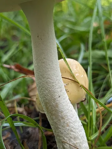 undefined (Amanita sp-IN34)