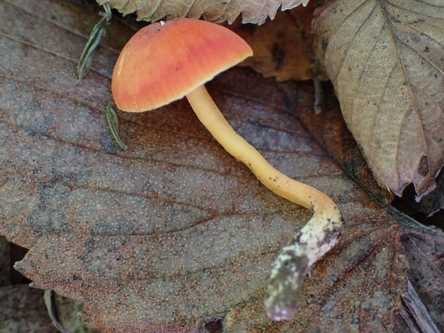 Bitter Waxcap (Hygrocybe mucronella)