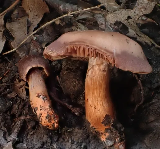 (Cortinarius tiffanyae)