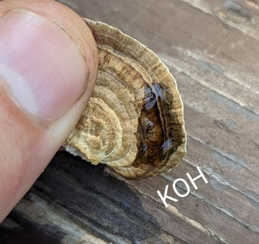 Thin-Walled Maze Polypore (Daedaleopsis confragosa)