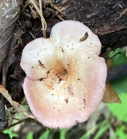 Lilac Oysterling (Panus conchatus)