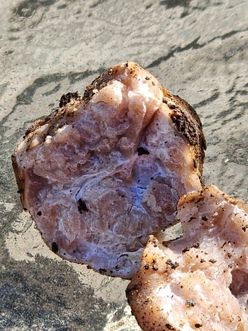 Truffles (Tuber sp.)