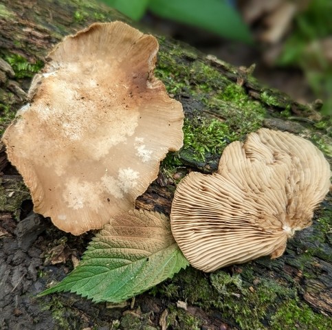 Saffron Oysterling (Crepidotus crocophyllus)