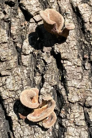 Hairy Oysterling (Panus lecomtei)