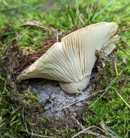 undefined (Russula sp-NE02)