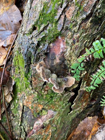 Mossy Maze Polypore (Cerrena unicolor) | Mushrooms of Nebraska