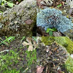 Lichens