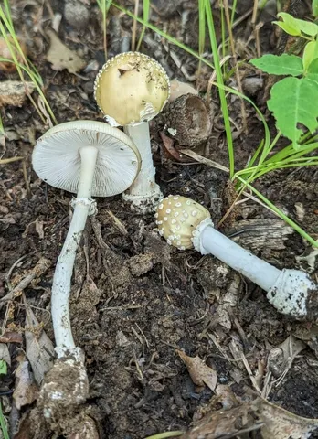 White Panther (Amanita multisquamosa)
