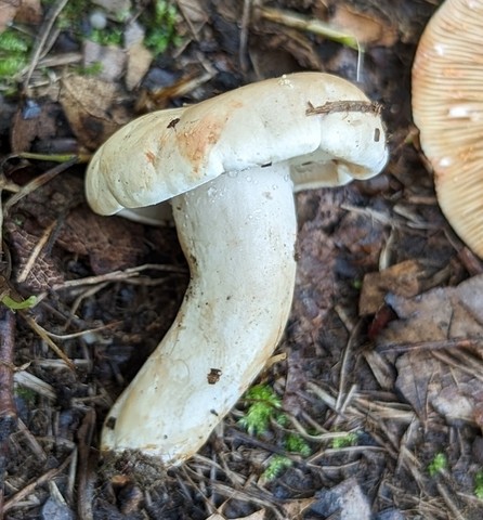 Stout Pink-Staining Lactarius (Lactarius subvernalis var. cokeri)