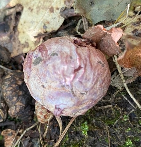 Dune Stinkhorn (Phallus hadriani)