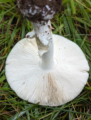 undefined (Amanita sp-IN34)