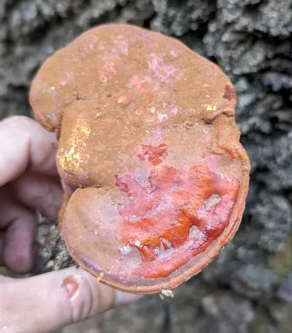 Golden Reishi (Ganoderma curtisii)