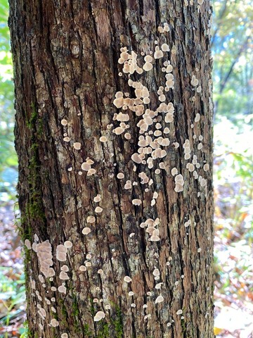 Smooth Patch Disease (Aleurodiscus oakesii)