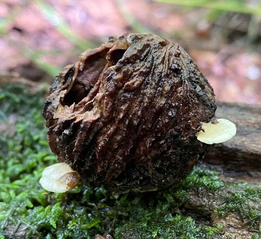 Hohenbuehelia grisea