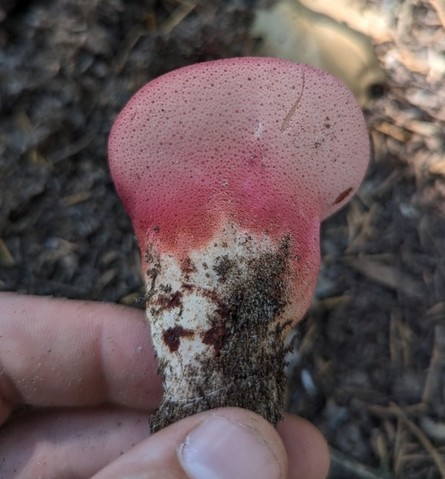 Beefsteak Fungus (Fistulina americana)