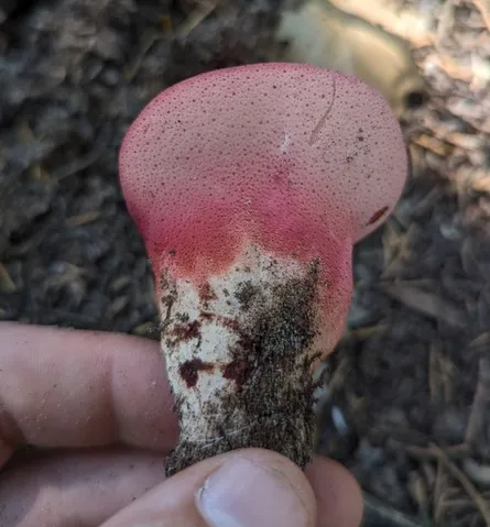 Beefsteak Fungus (Fistulina americana)