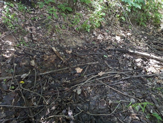 undefined (Tuber rugosum)