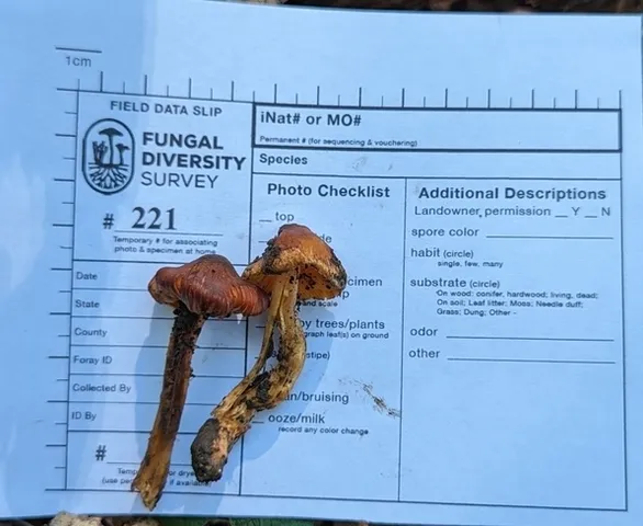 undefined (Inocybe sp-IN21)