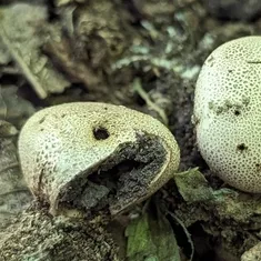 Leopard Earthball