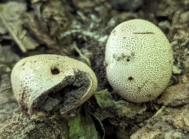 Scleroderma areolatum