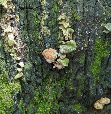 Green Cheese Polypore (Fomitopsis spraguei)
