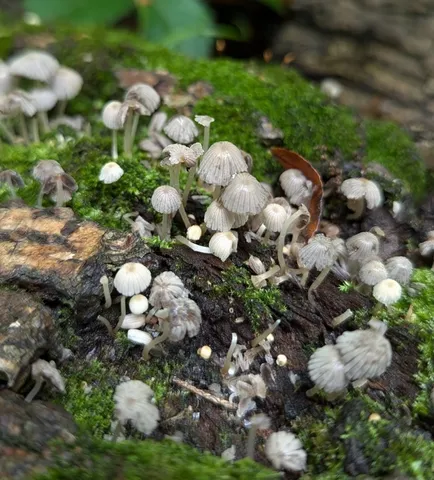 Coprinellus disseminatus