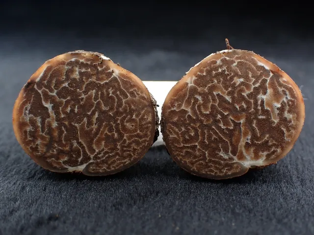 Truffles (Tuber)
