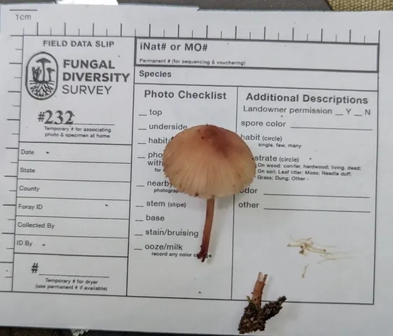 Bleeding Fairy Helmet (Mycena sp. 'haematopus-IN01')
