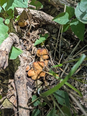 undefined (Calocybe hebelomoides)