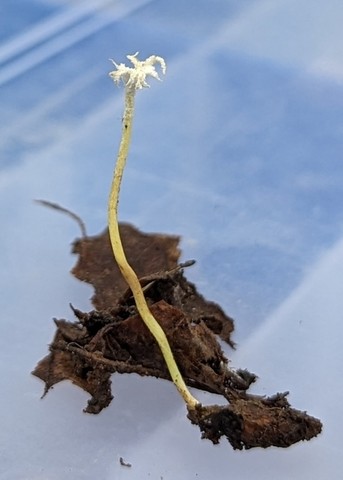 Slinder-Footed Cordyceps (Cordyceps tenuipes)