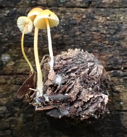 Walnut Mycena (Mycena crocea)
