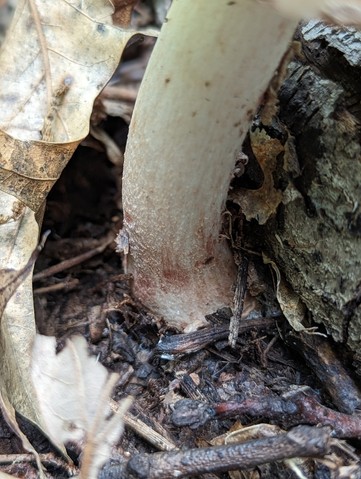 American Blusher (Amanita amerirubescens)