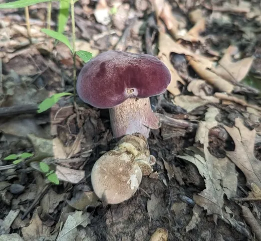 Reddish Brown Bitter Bolete (Tylopilus rubrobrunneus)