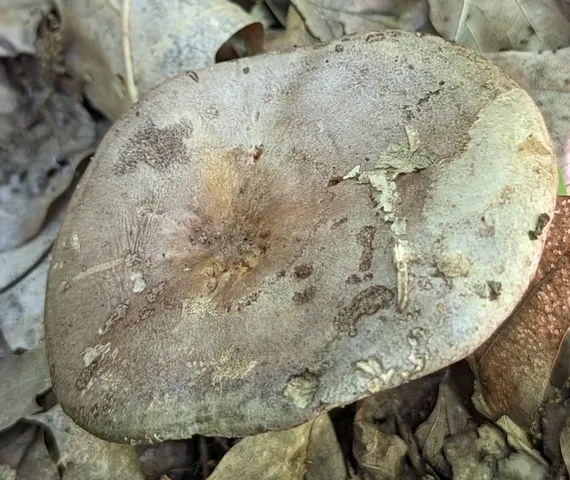 Clay-Gilled Milkcap (Lactarius argillaceifolius-IN02)