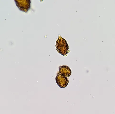 undefined (Hymenogaster spp.)