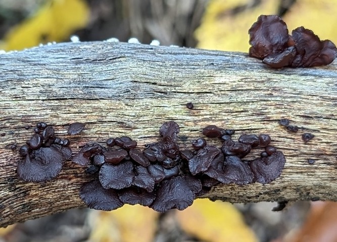 American Amber Jelly Fungus (Exidia crenata)