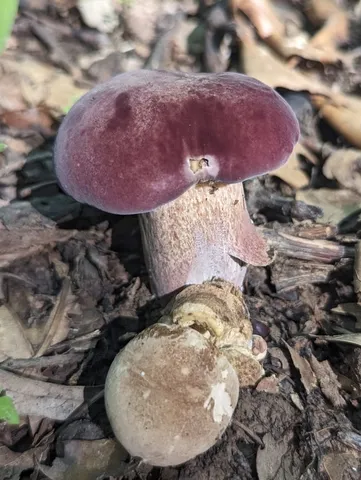 Reddish Brown Bitter Bolete (Tylopilus rubrobrunneus)