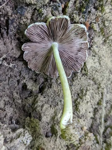 Pale Brittlestem (Candolleomyces candolleanus)