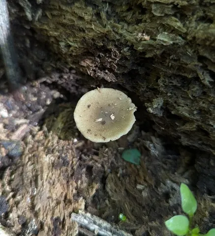 Dingy Twiglet (Simocybe centunculus)