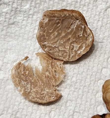 Truffles (Tuber sp.)