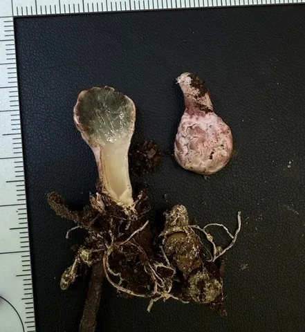undefined (Phallogaster cf. phillipsii)