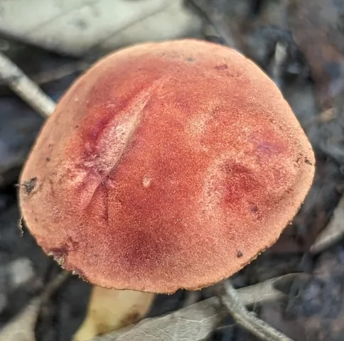 Gilled Bolete (Phylloporus sp-NE01)