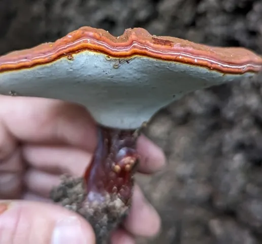 Golden Reishi (Ganoderma curtisii)