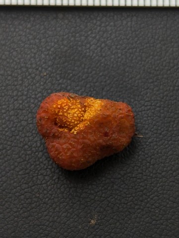 undefined (Pachyphlodes carnea)