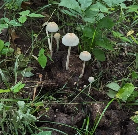 Antilles Mottlegill (Panaeolus antillarum)