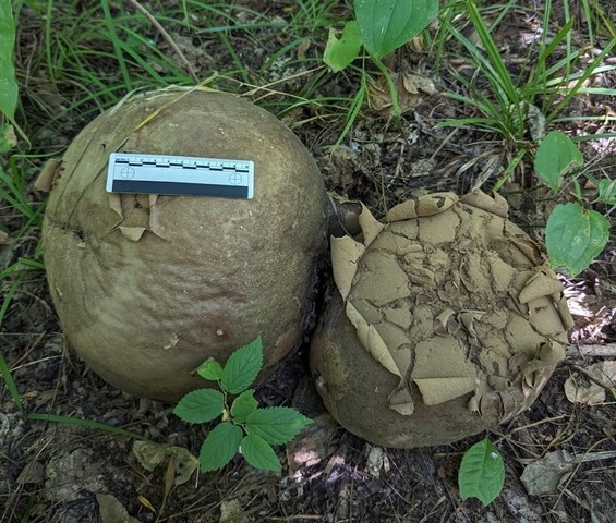 Giant Puffball (Calvatia gigantea)