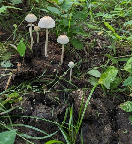 Antilles Panaeolus (Panaeolus antillarum)