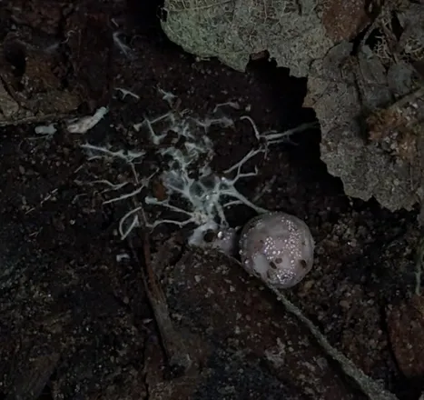 undefined (Phallogaster cf. phillipsii)